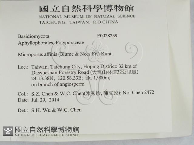 相鄰小孔菌藏品圖，第2張