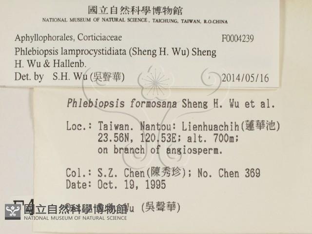 燈籠囊擬射脈菌藏品圖，第2張