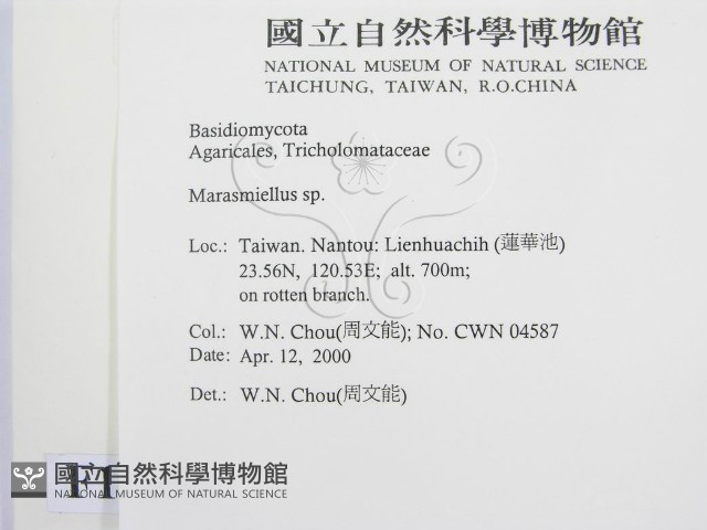 微皮傘屬藏品圖，第2張