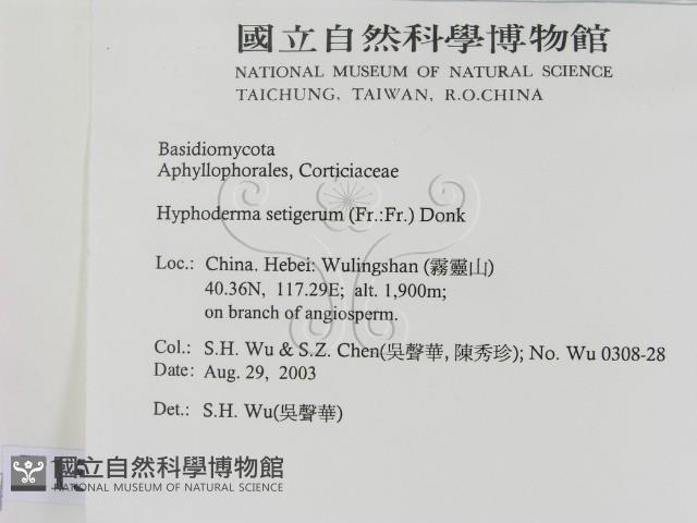 剛毛絲皮菌藏品圖，第2張