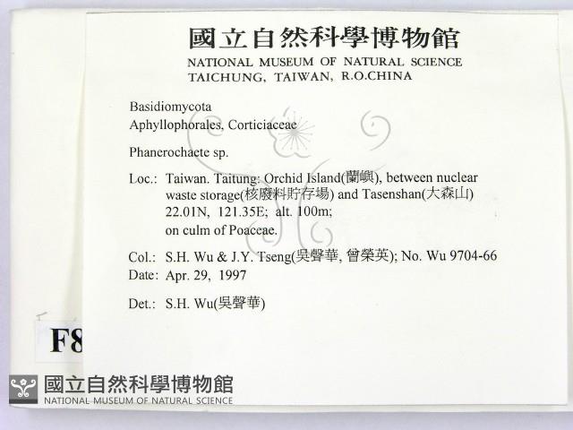 顯絲菌屬藏品圖，第2張