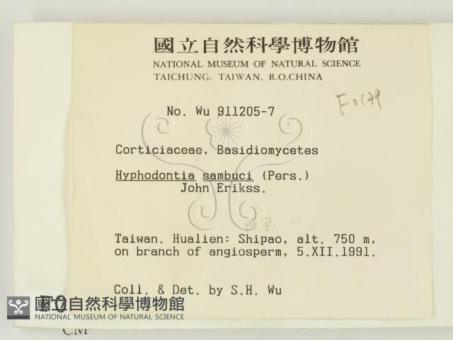 冇骨消絲齒菌藏品圖，第2張