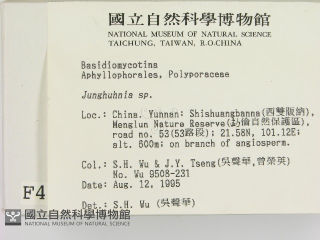 容氏菌屬藏品圖，第2張