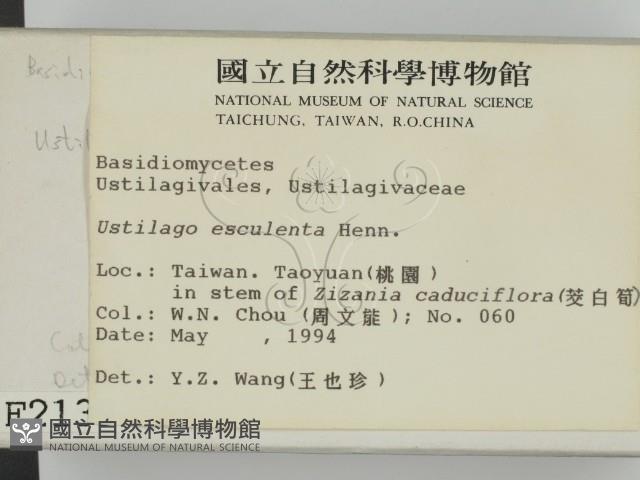 麥白黑穗菌藏品圖，第2張