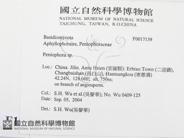 筍殼菌屬藏品圖，第2張