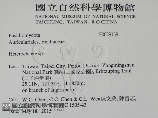 刺皮菌屬藏品圖，第2張