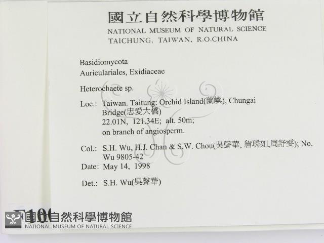 刺皮菌屬藏品圖，第2張