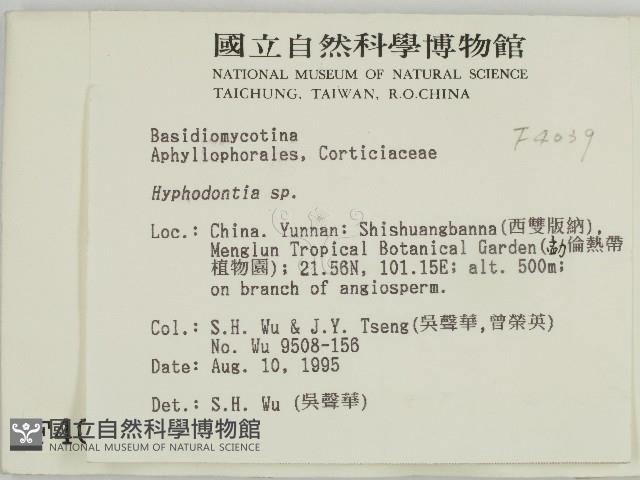 絲齒菌屬藏品圖，第2張