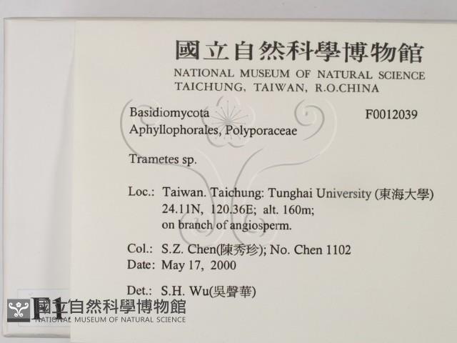 栓菌屬藏品圖，第2張
