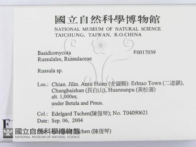 紅菇屬藏品圖，第2張