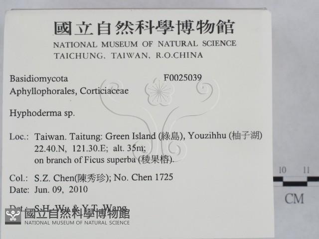 絲皮菌屬藏品圖，第2張
