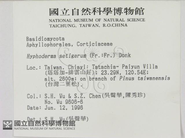 剛毛絲皮菌藏品圖，第2張