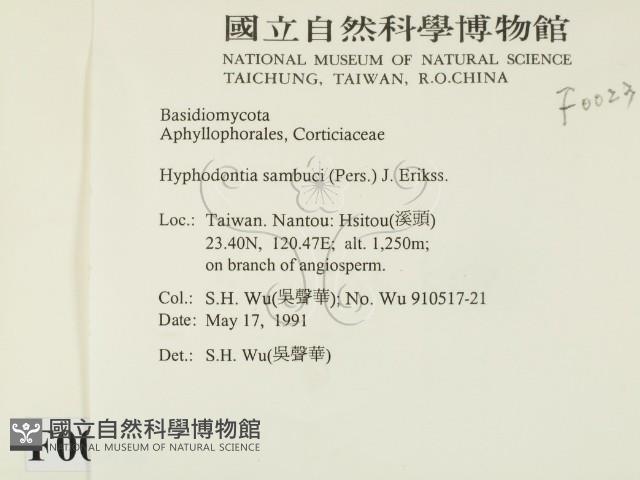 冇骨消絲齒菌藏品圖，第2張