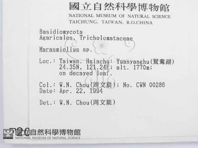 微皮傘屬藏品圖，第2張