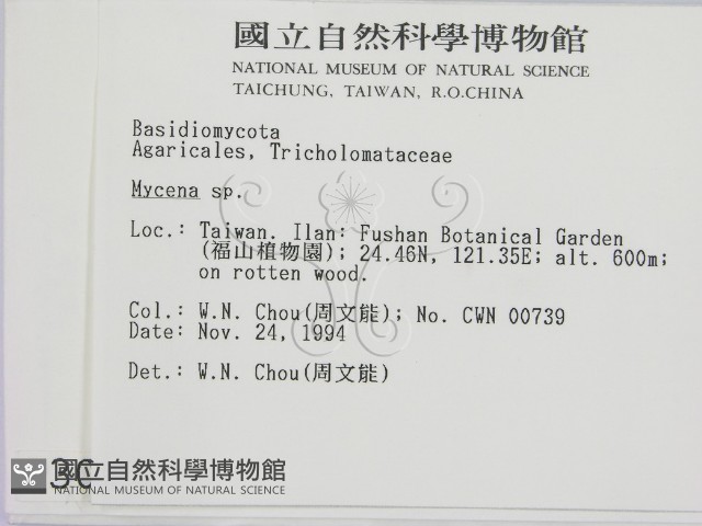 小菇屬藏品圖，第2張