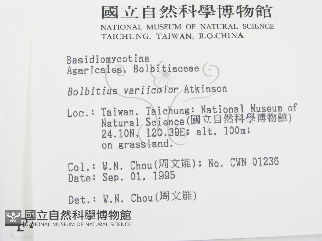 變色糞傘藏品圖，第2張
