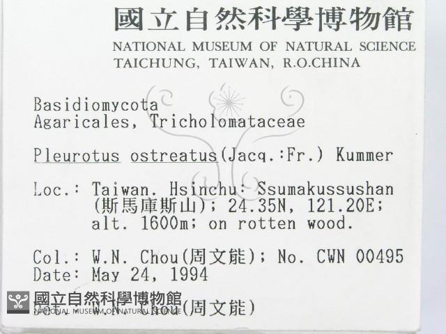 糙皮側耳藏品圖，第2張