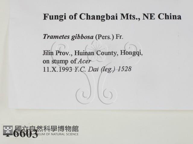 偏腫栓菌藏品圖，第2張