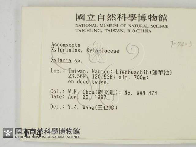 炭角菌屬藏品圖，第2張