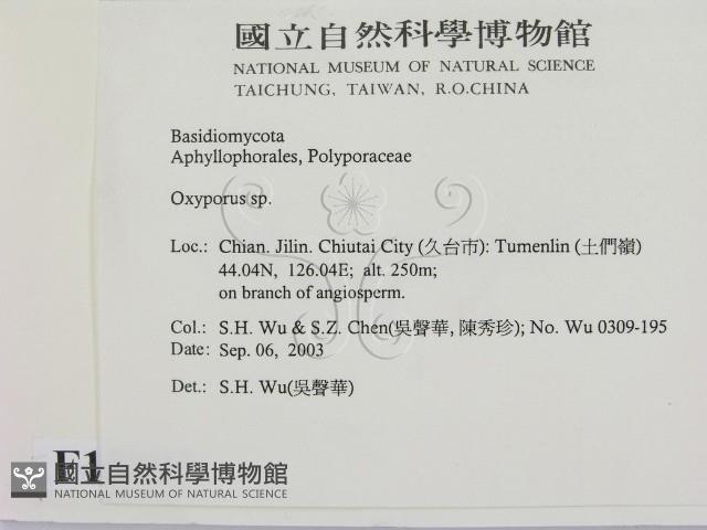 銳孔菌屬藏品圖，第2張