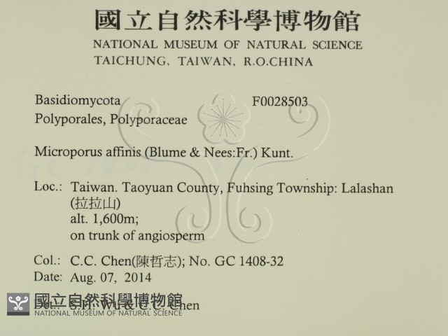 相鄰小孔菌藏品圖，第2張