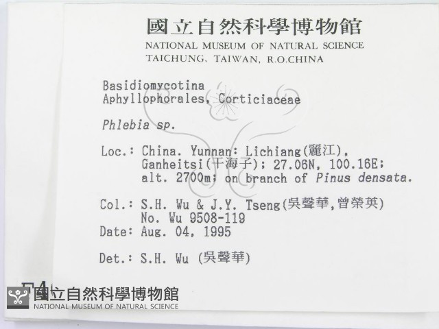 射脈菌屬藏品圖，第2張
