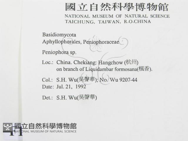 筍殼菌屬藏品圖，第2張