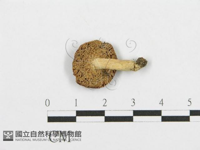 紅菇屬藏品圖，第1張