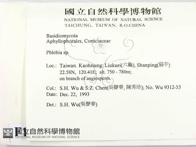 射脈菌屬藏品圖，第2張