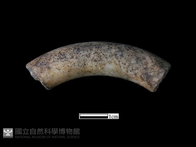 手鐲藏品圖，第1張