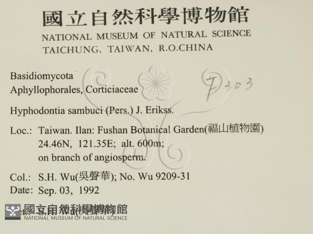 冇骨消絲齒菌藏品圖，第2張