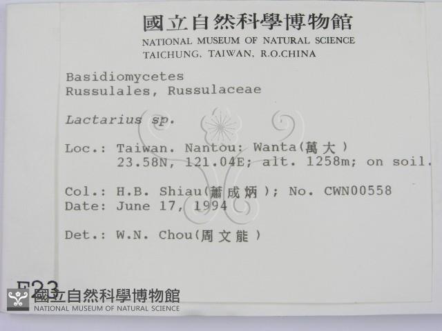 乳菇屬藏品圖，第2張