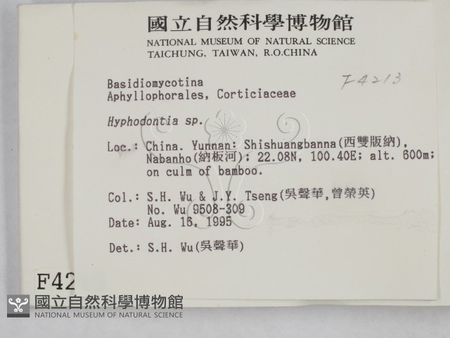 絲齒菌屬藏品圖，第2張