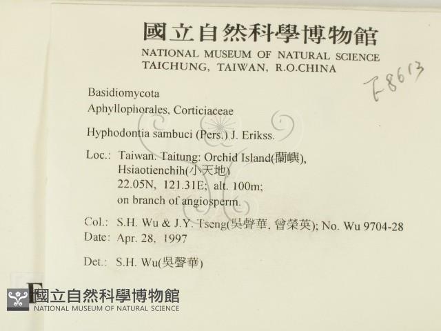 冇骨消絲齒菌藏品圖，第2張