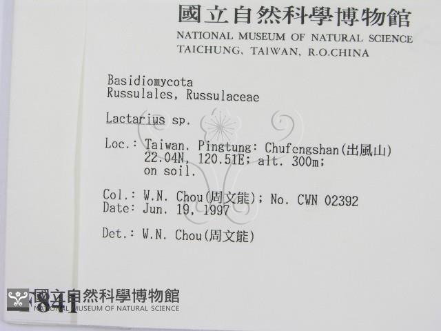 乳菇屬藏品圖，第2張