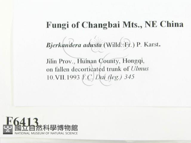 煙管菌藏品圖，第2張