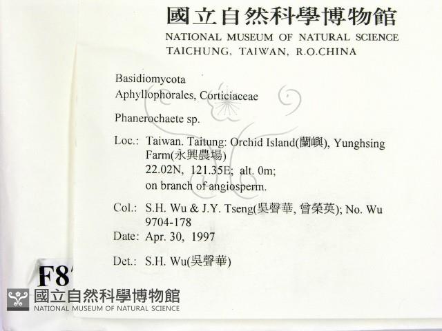 顯絲菌屬藏品圖，第2張