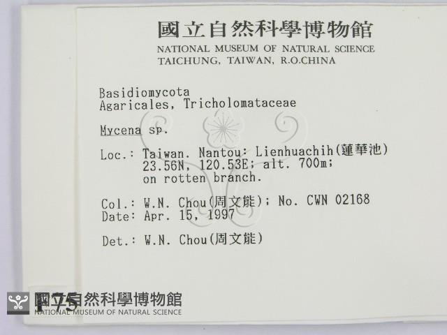 小菇屬藏品圖，第2張