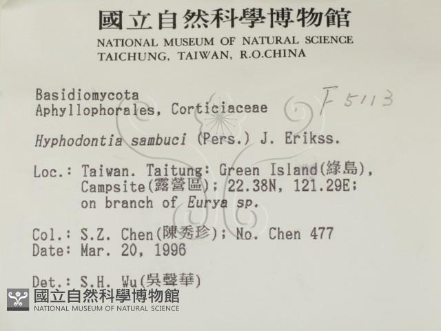 冇骨消絲齒菌藏品圖，第2張