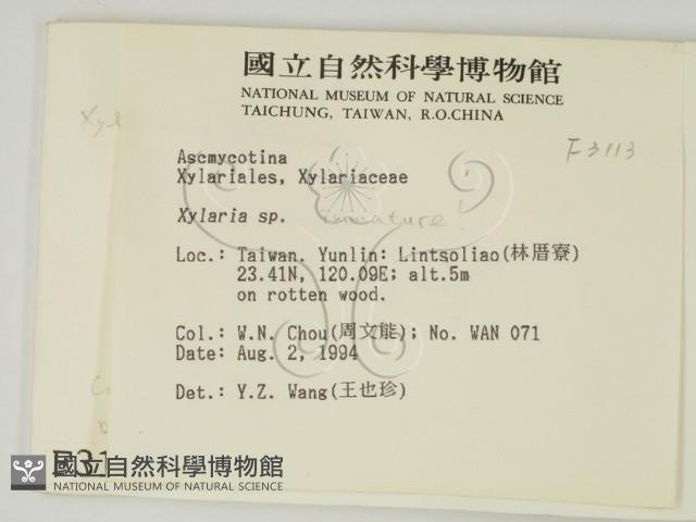 炭角菌屬藏品圖，第2張