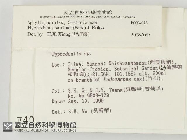 冇骨消絲齒菌藏品圖，第2張