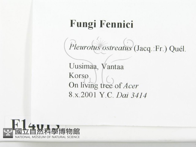 糙皮側耳藏品圖，第2張