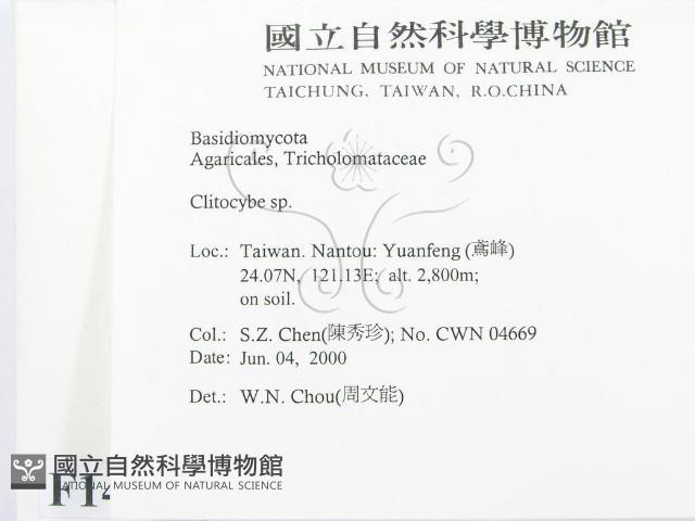 杯傘屬藏品圖，第2張