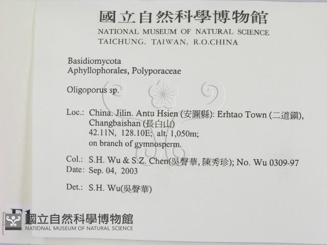 寡孔菌屬藏品圖，第2張