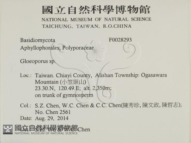 膠孔菌屬藏品圖，第2張