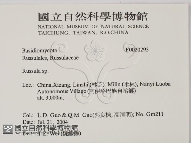 紅菇屬藏品圖，第2張