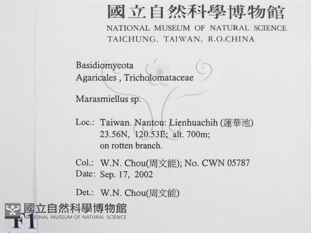 微皮傘屬藏品圖，第2張