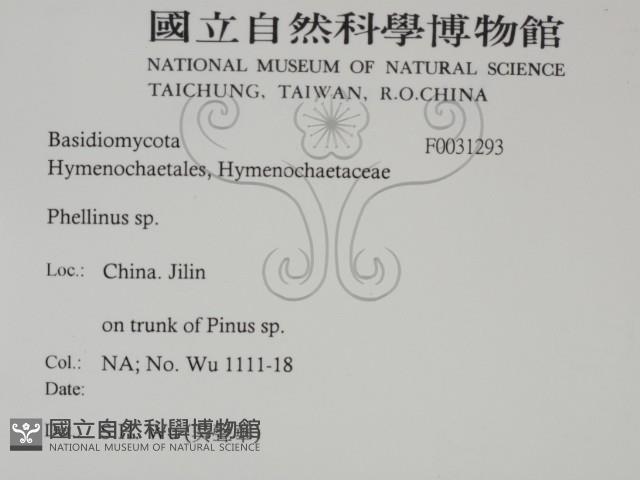 木層孔菌屬藏品圖，第2張