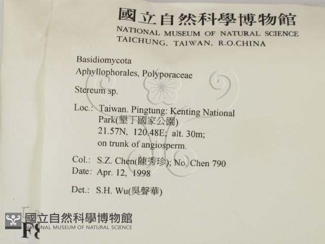 韌革菌屬藏品圖，第2張