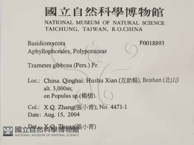 偏腫栓菌藏品圖，第2張